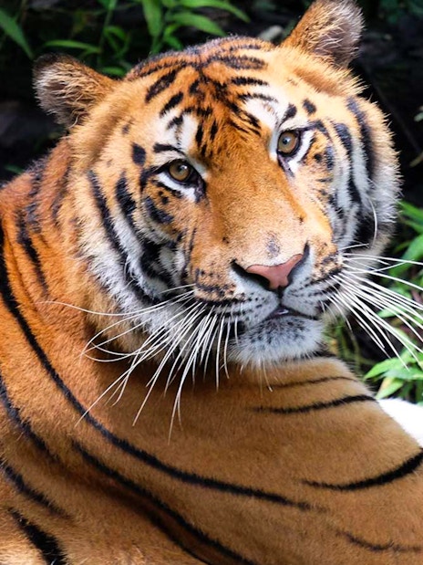 Tiger at Bali Safari and Marine Park, part of Jungle Hopper tour experience.