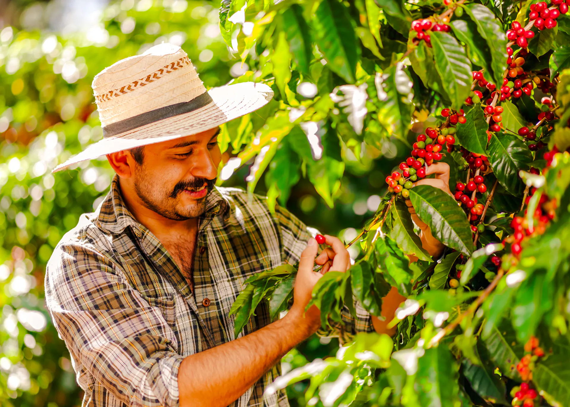 Man harvesting coffee cherries in Coffee Valley, Rio de Janeiro.
