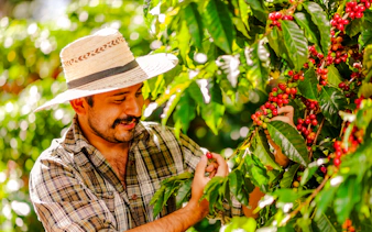 Man harvesting coffee cherries in Coffee Valley, Rio de Janeiro.