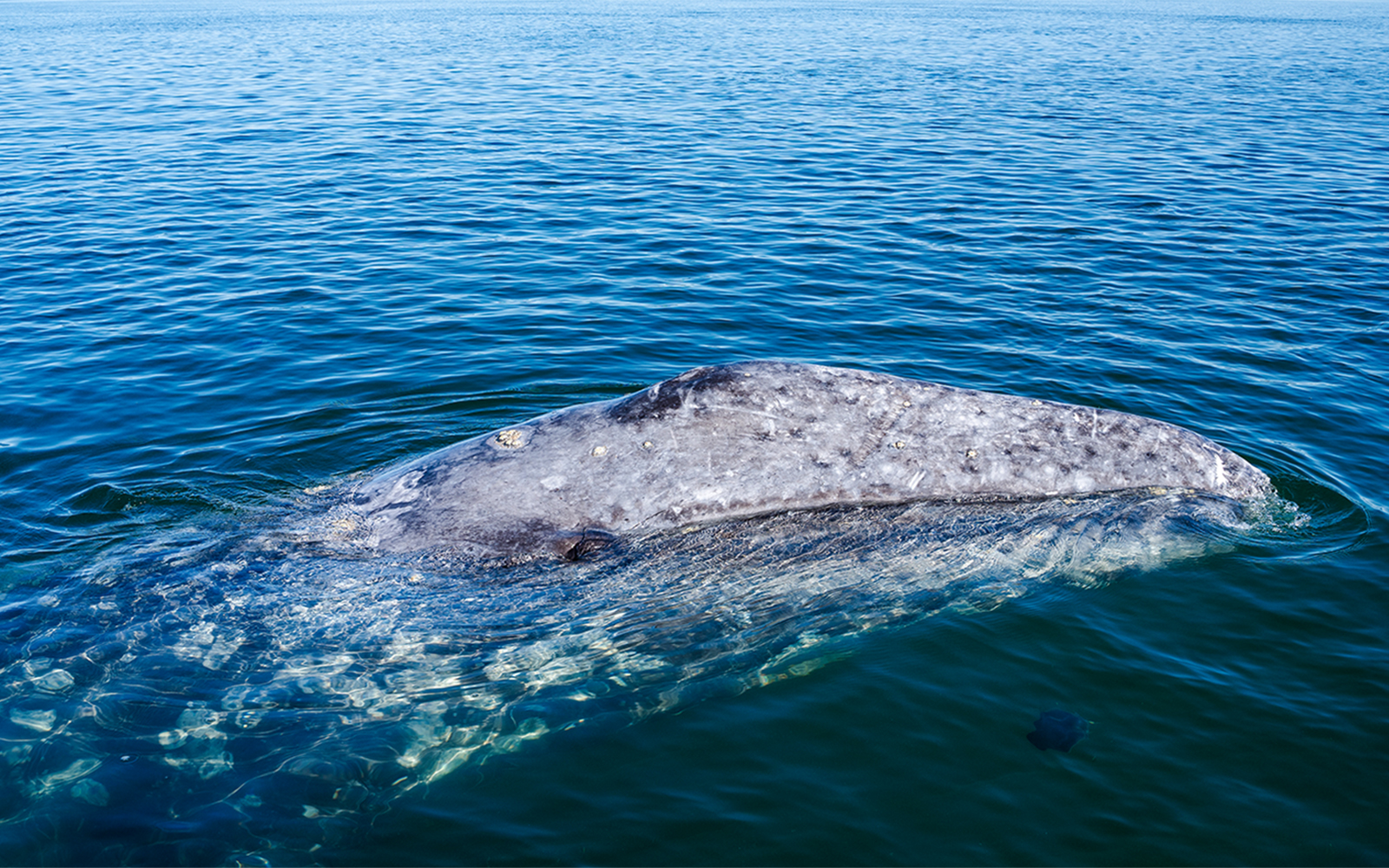 Gray whale surfacing in ocean waters.
