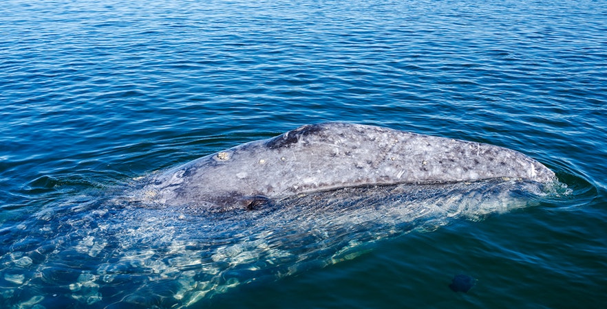 Gray whale surfacing in ocean waters.