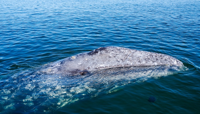 Gray whale surfacing in ocean waters.