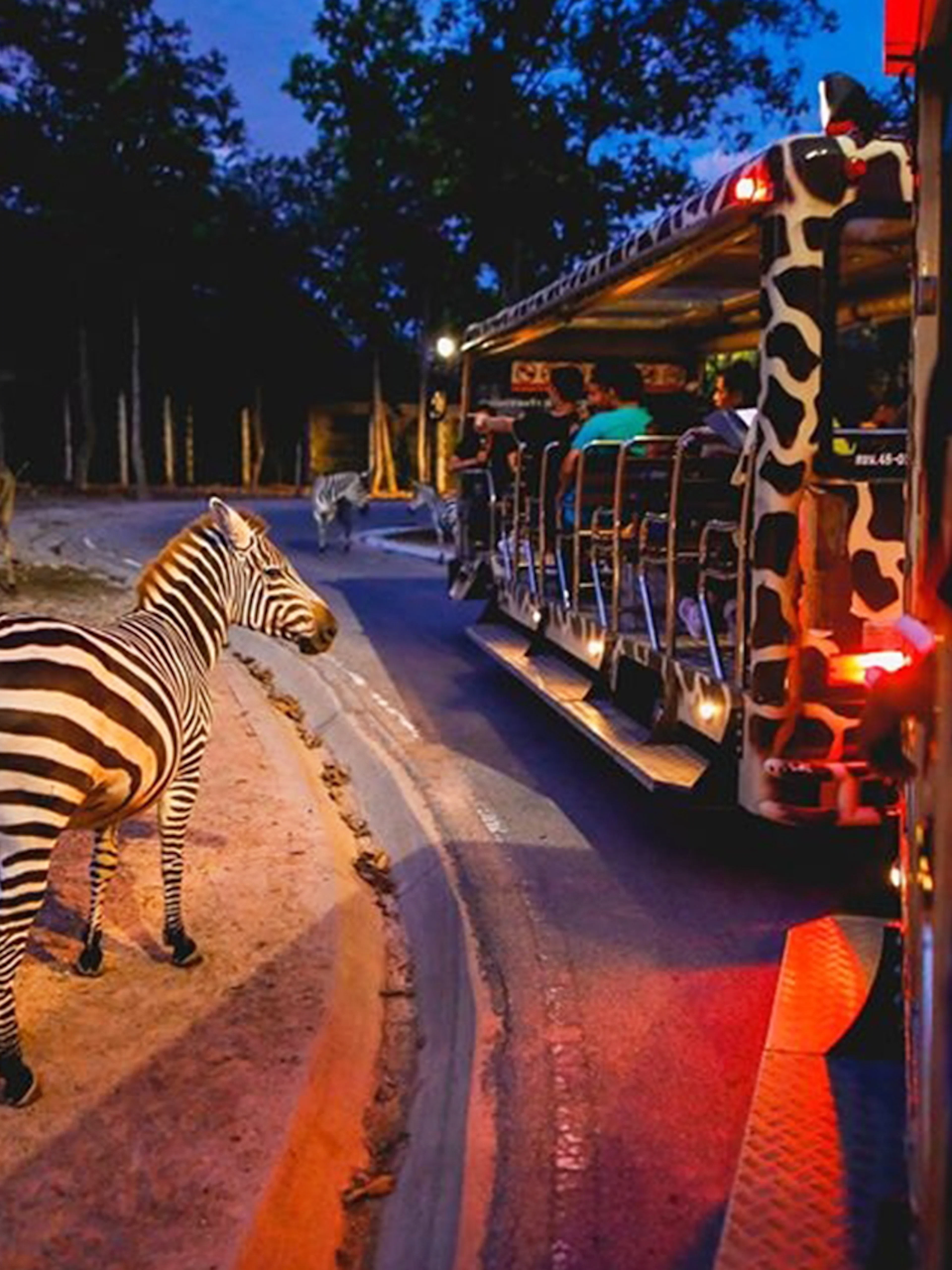 Zebra near safari tram at Night Safari Park, Chiang Mai.