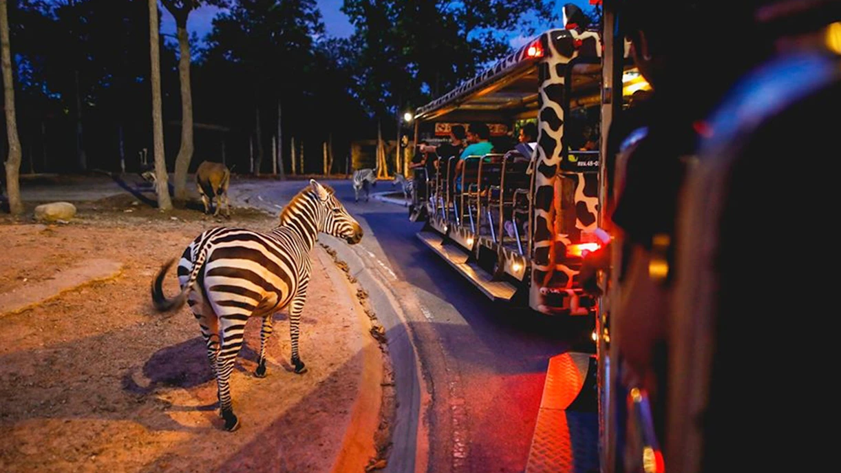 Zebra near safari tram at Night Safari Park, Chiang Mai.