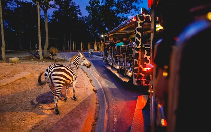 Zebra near safari tram at Night Safari Park, Chiang Mai.