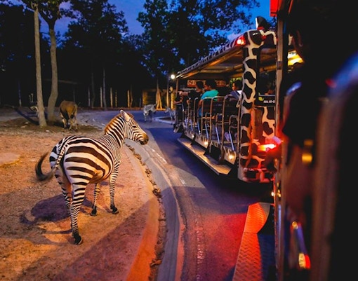 Zebra near safari tram at Night Safari Park, Chiang Mai.