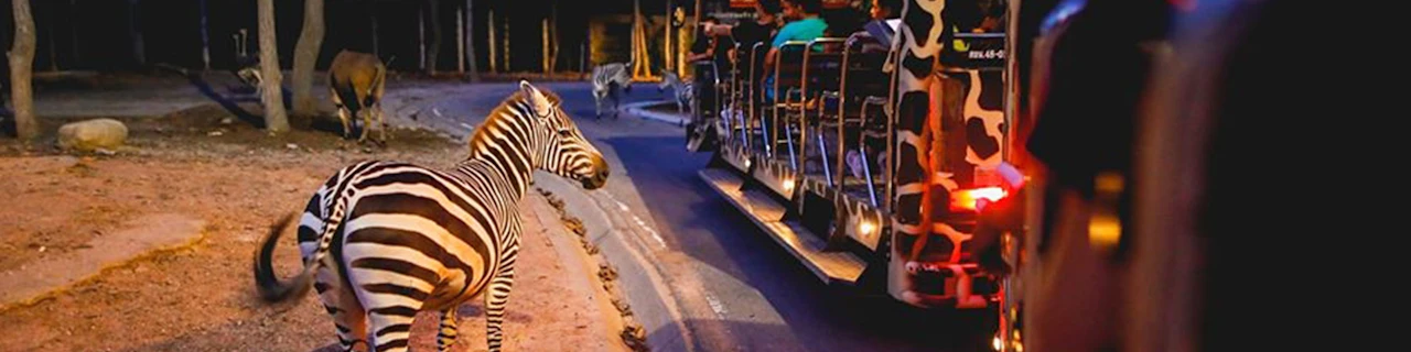 Biglietti per il Safari notturno di Chiang Mai: Residenti non thailandesi
