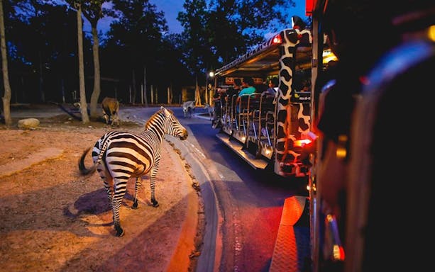 Zebra near safari tram at Night Safari Park, Chiang Mai.