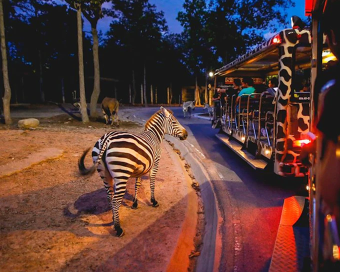 Chiang Mai Night Safari Tickets: Non Thai Residents