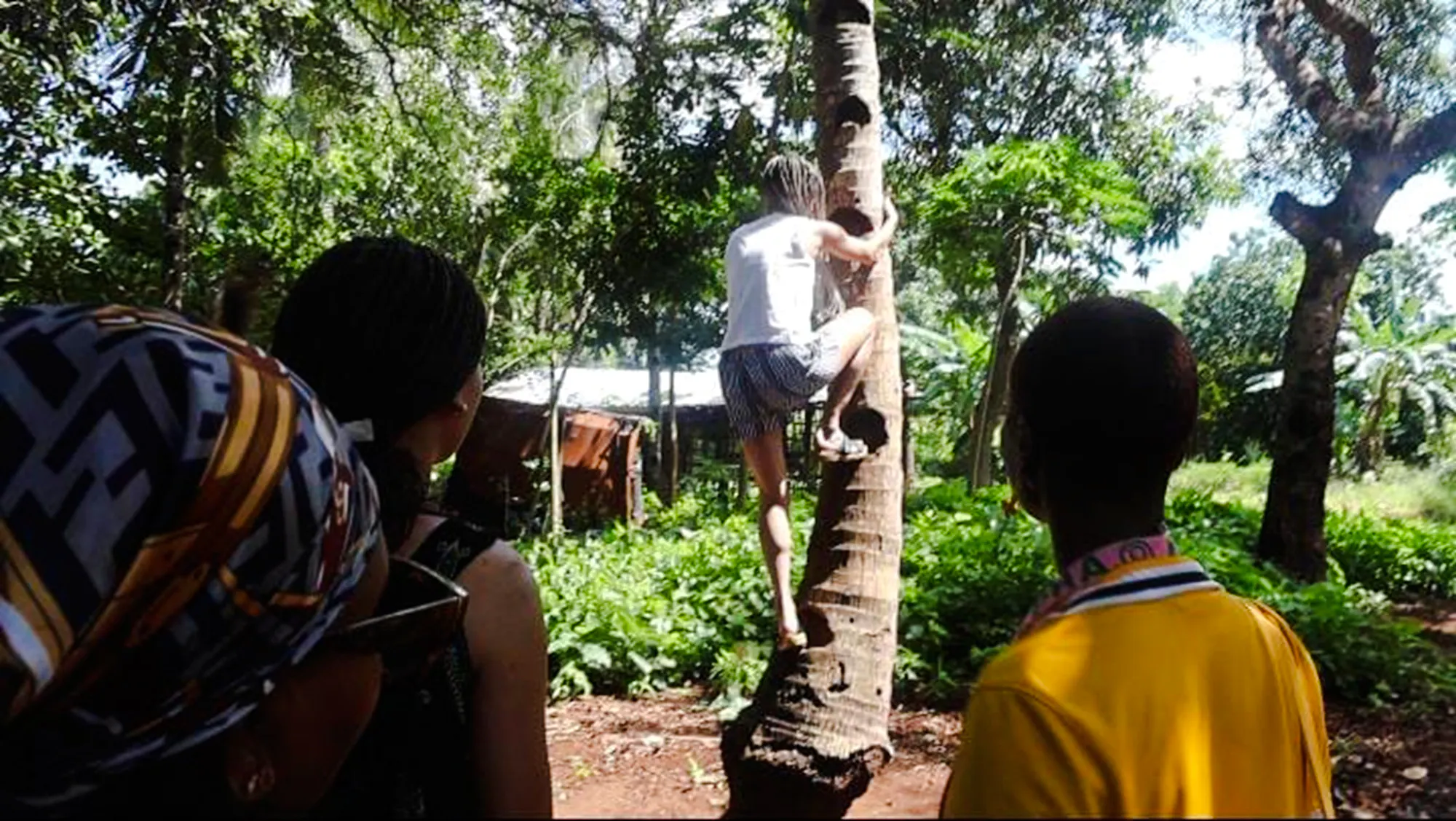 Person climbing a tree during Duruma traditional wedding demo in Diani Beach village.