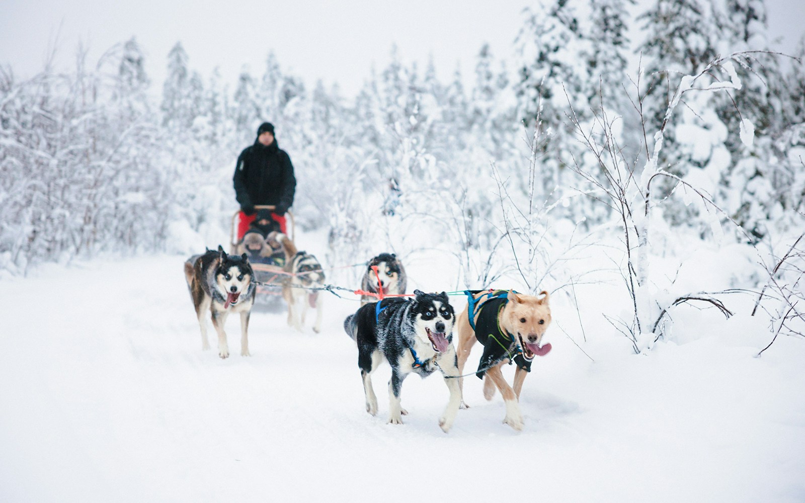 Husky sledding through snowy forest in Lapland.