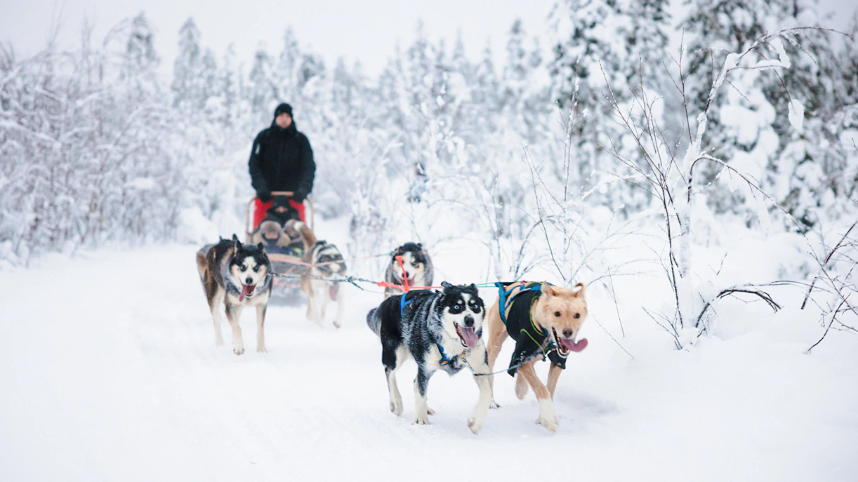 Husky sledding through snowy forest in Lapland.