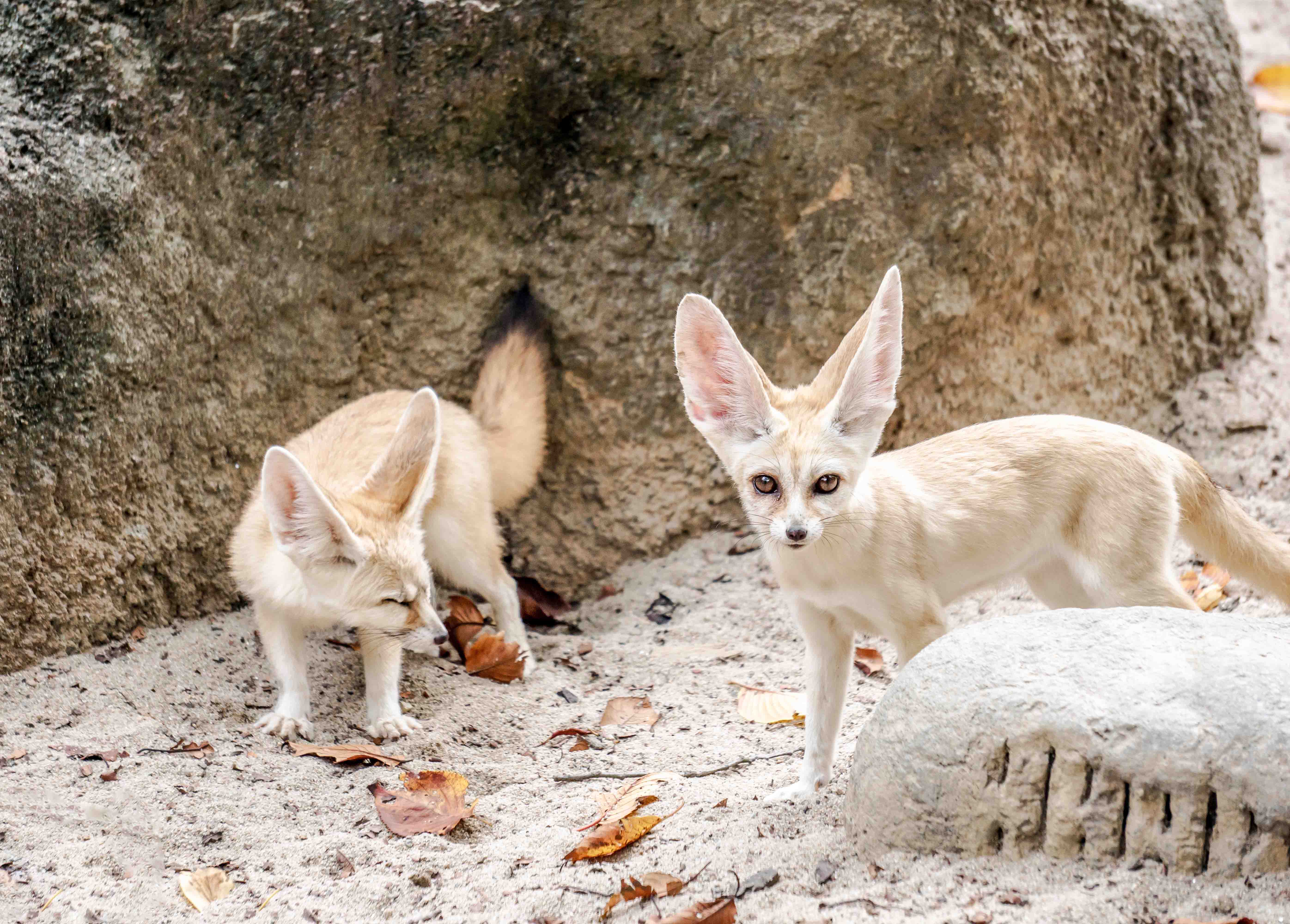 Everland Seoul tickets -Zootopia