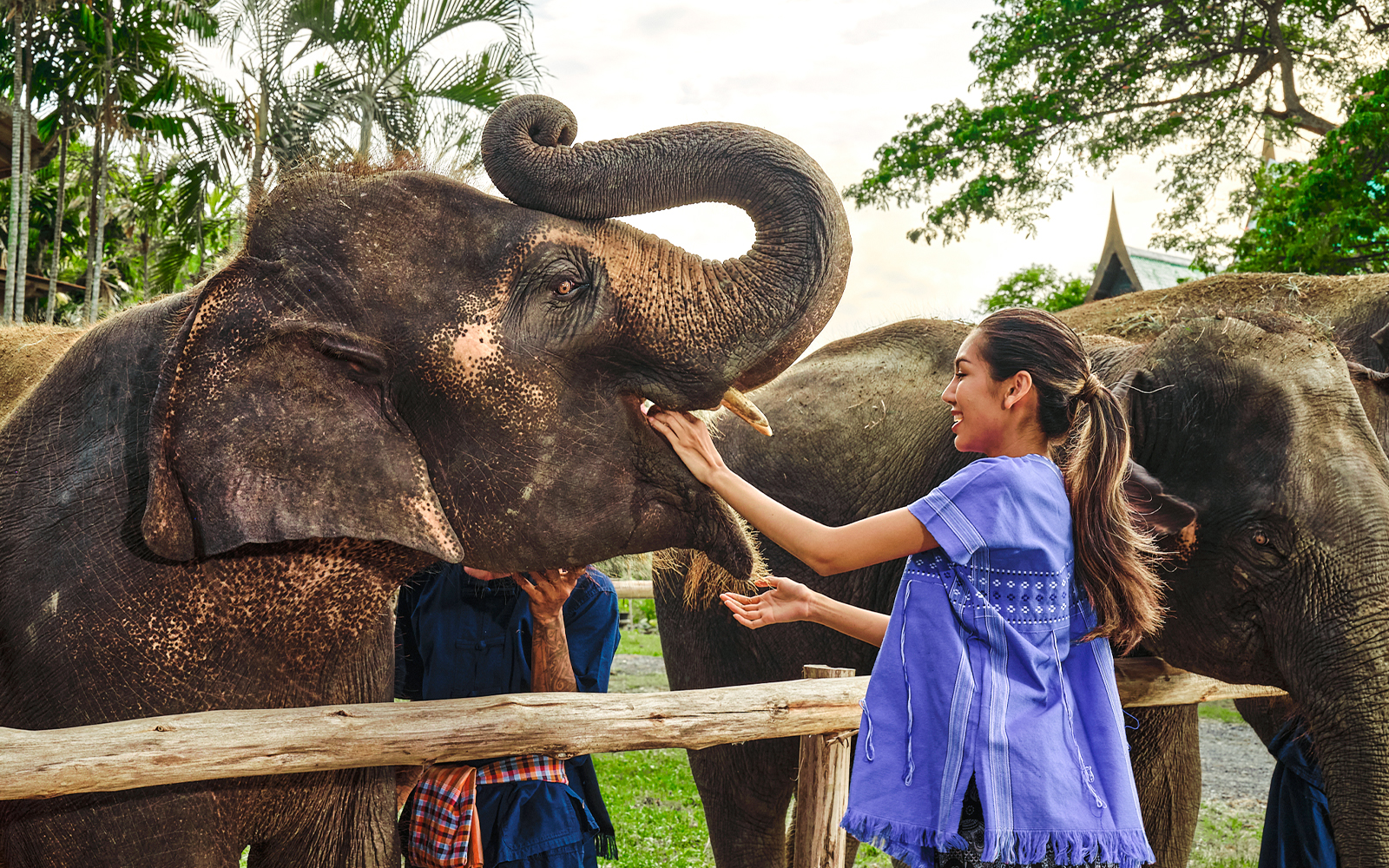 Person interacting with an elephant at Bangkok Elephant Park during a half-day care experience.