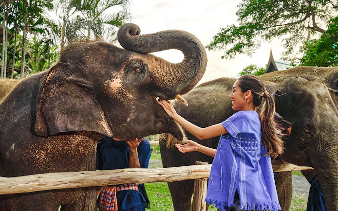Person interacting with an elephant at Bangkok Elephant Park during a half-day care experience.