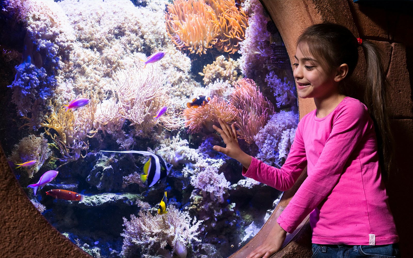 The colorful coral reef