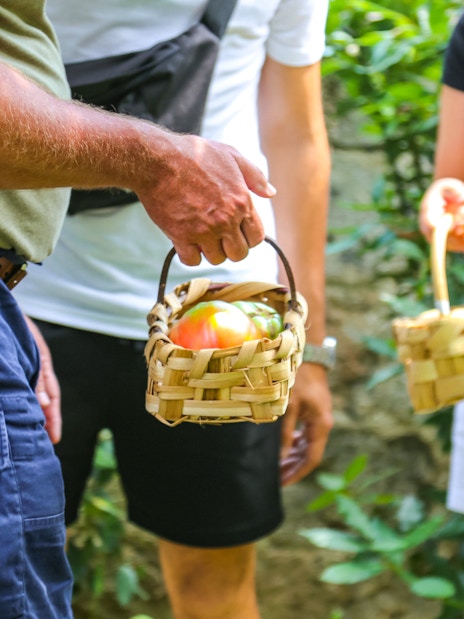 Gathering tomatoes in baskets at Neapolitan Cooking School, Sorrento.