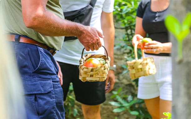 Gathering tomatoes in baskets at Neapolitan Cooking School, Sorrento.