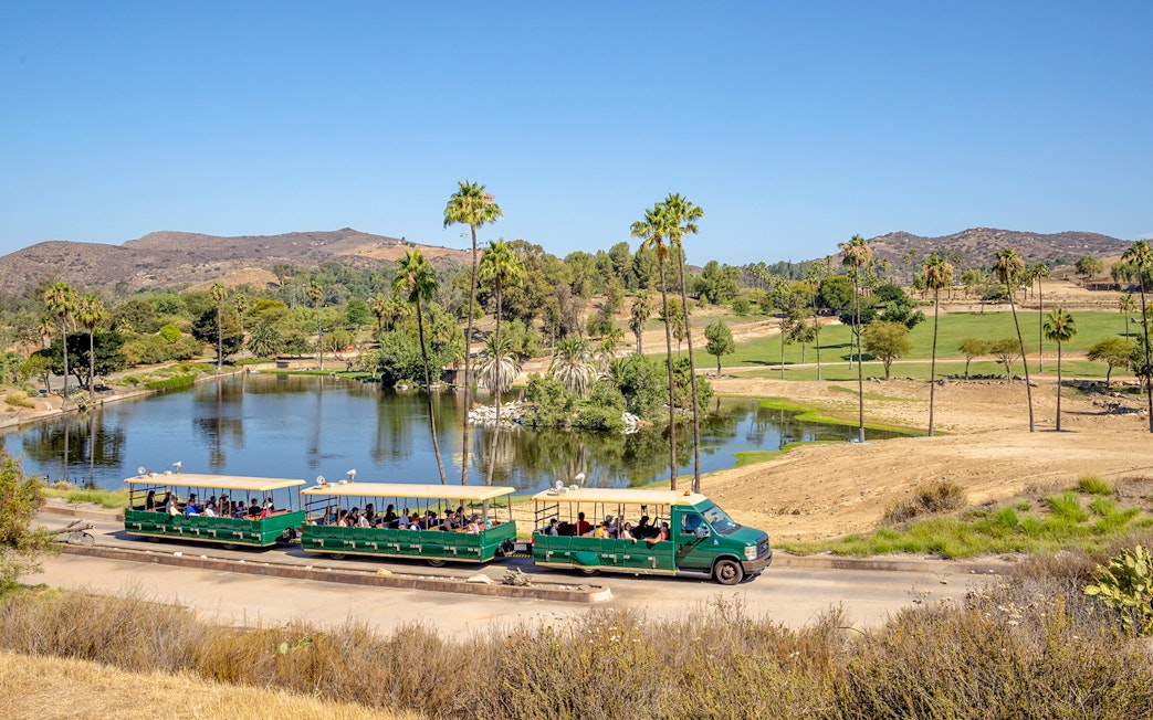 African tram touring San Diego Zoo Safari Park with scenic landscape and palm trees.