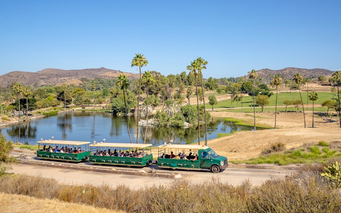 African tram touring San Diego Zoo Safari Park with scenic landscape and palm trees.