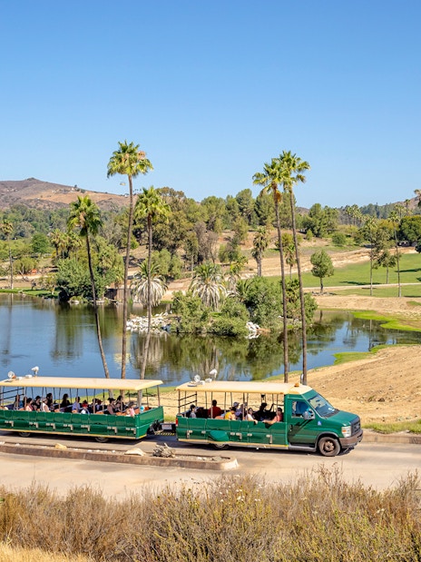 African tram touring San Diego Zoo Safari Park with scenic landscape and palm trees.