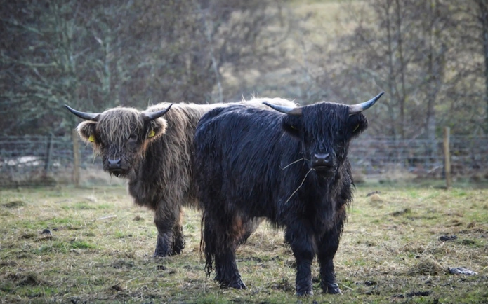 Highland cows grazing in a Scottish field.