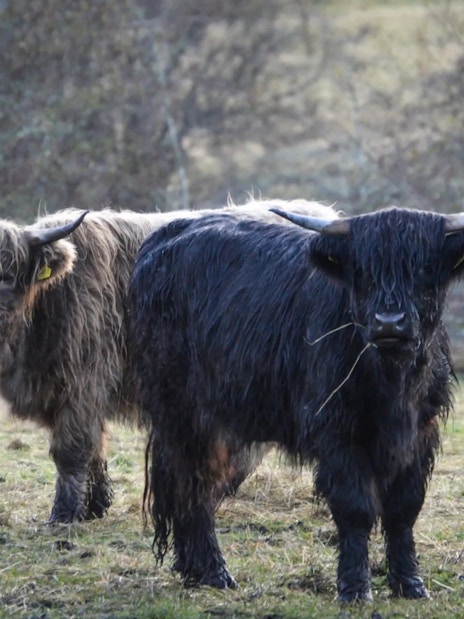 Highland cows grazing in a Scottish field.