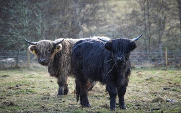 Highland cows grazing in a Scottish field.