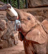 Sheldrick Wildlife Trust