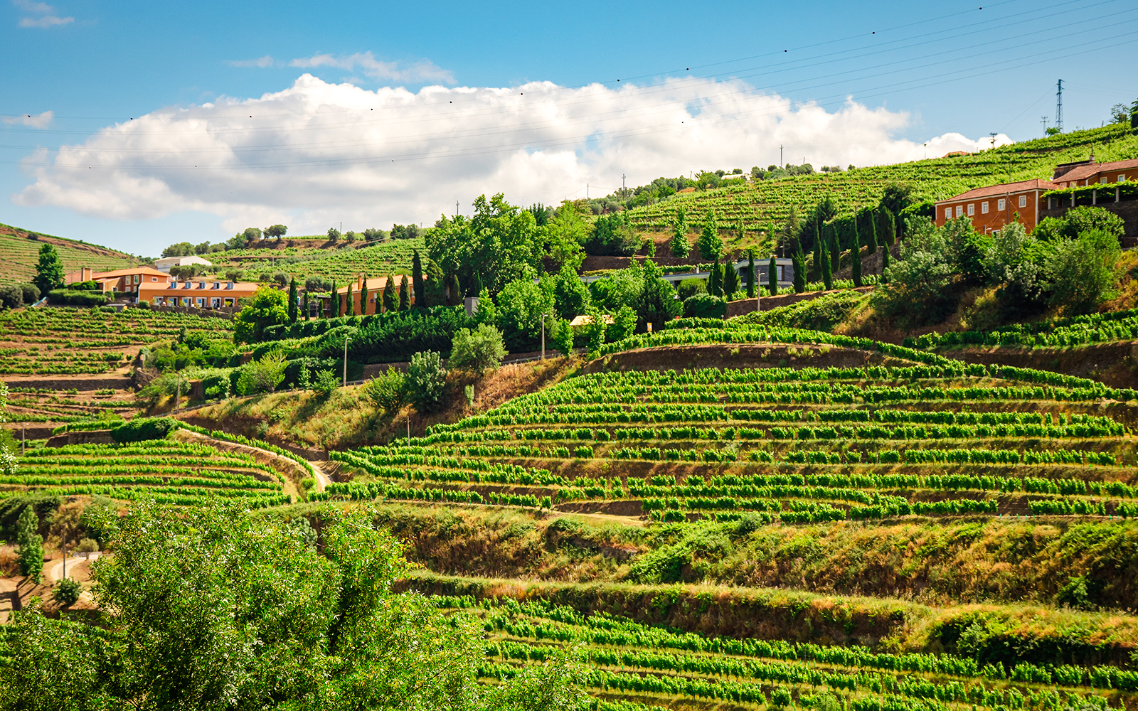 Terraced vineyards in Baixo Corgo, Douro Valley, Portugal.