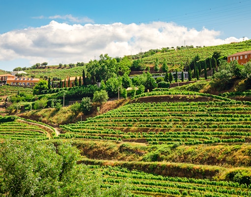 Terraced vineyards in Baixo Corgo, Douro Valley, Portugal.