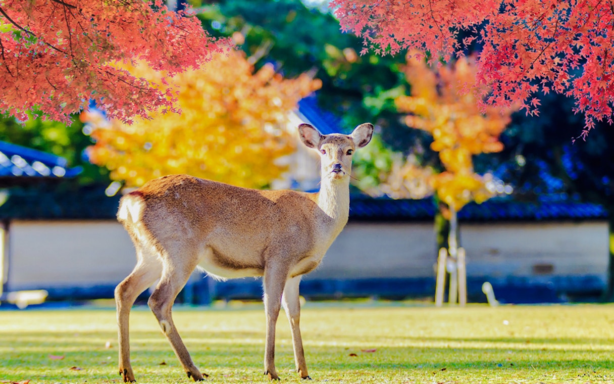 Deer standing in Nara Park with colorful autumn leaves in the background.