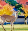 Parc de Nara