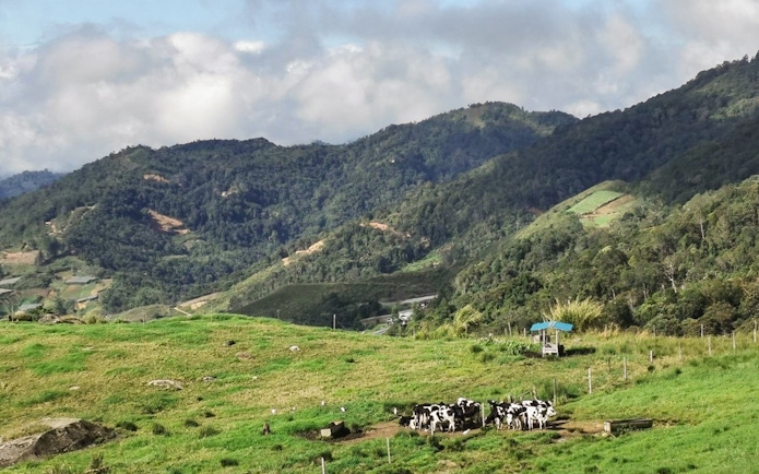 Cows grazing on a green hillside with Mount Kinabalu in the background, Kundasang tour.