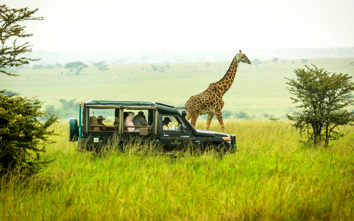 Safari vehicle observing giraffe in Maasai Mara grasslands.