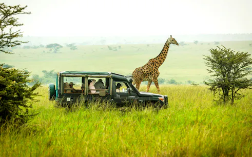Safari vehicle observing giraffe in Maasai Mara grasslands.