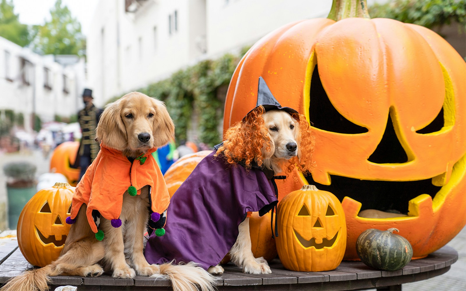 Dogs in Halloween costumes at New York City Halloween Dog Parade with large jack-o'-lanterns.