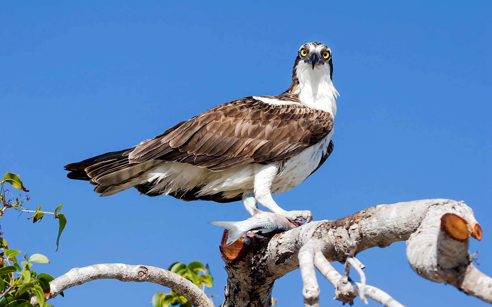 Osprey perched on a branch with a fish in Everglades Holiday Park.