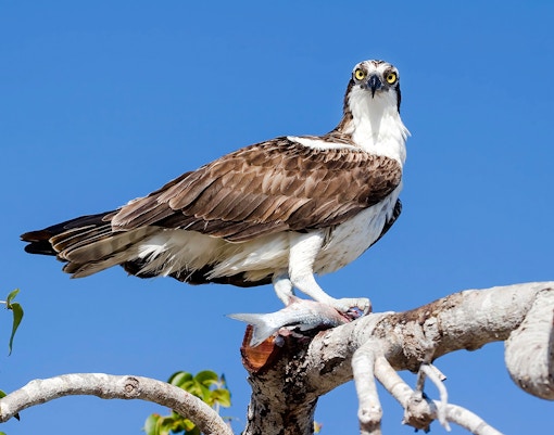 Osprey perched on a branch with a fish in Everglades Holiday Park.