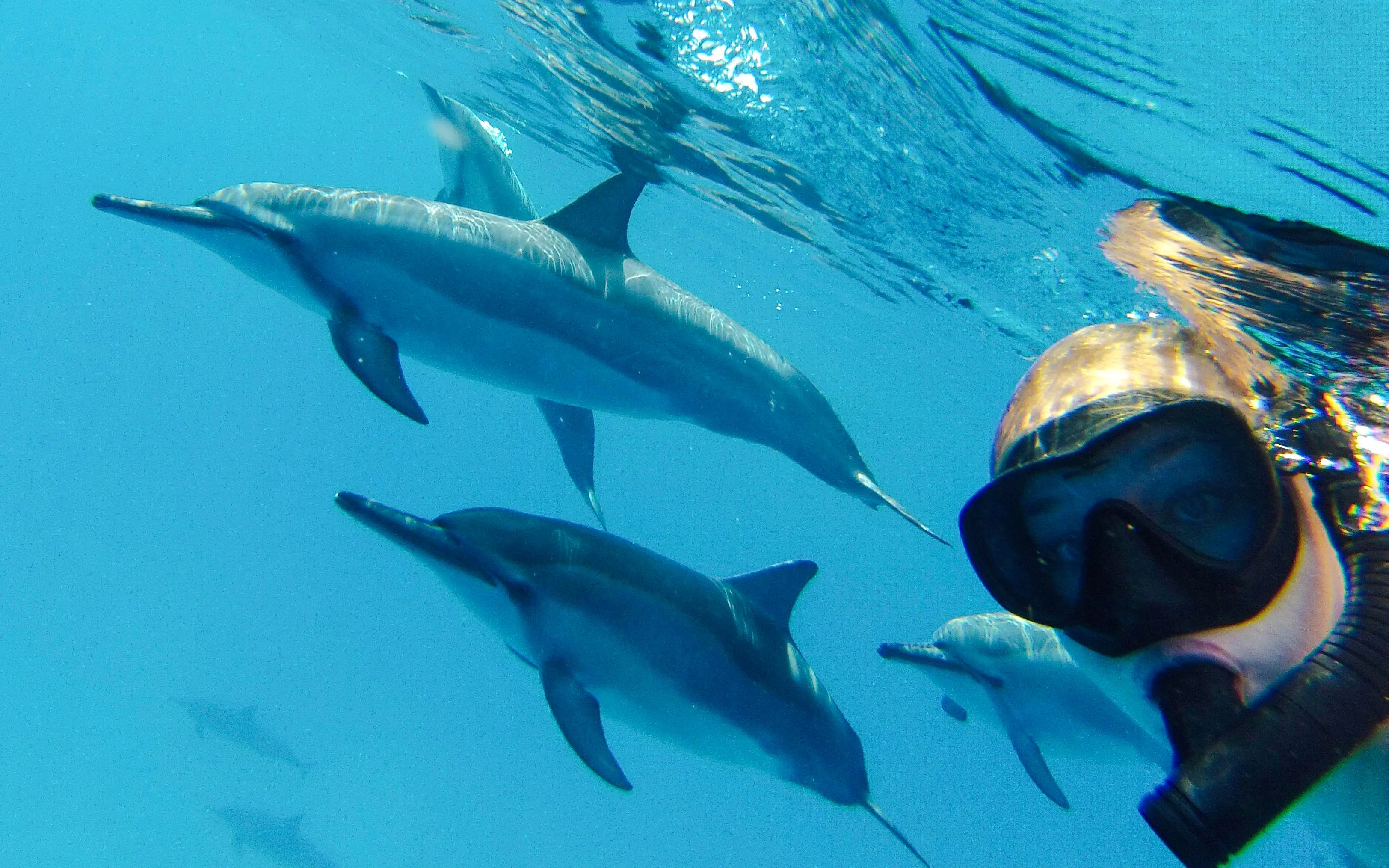 Snorkeler with dolphins in Kealakekua Bay during catamaran cruise.
