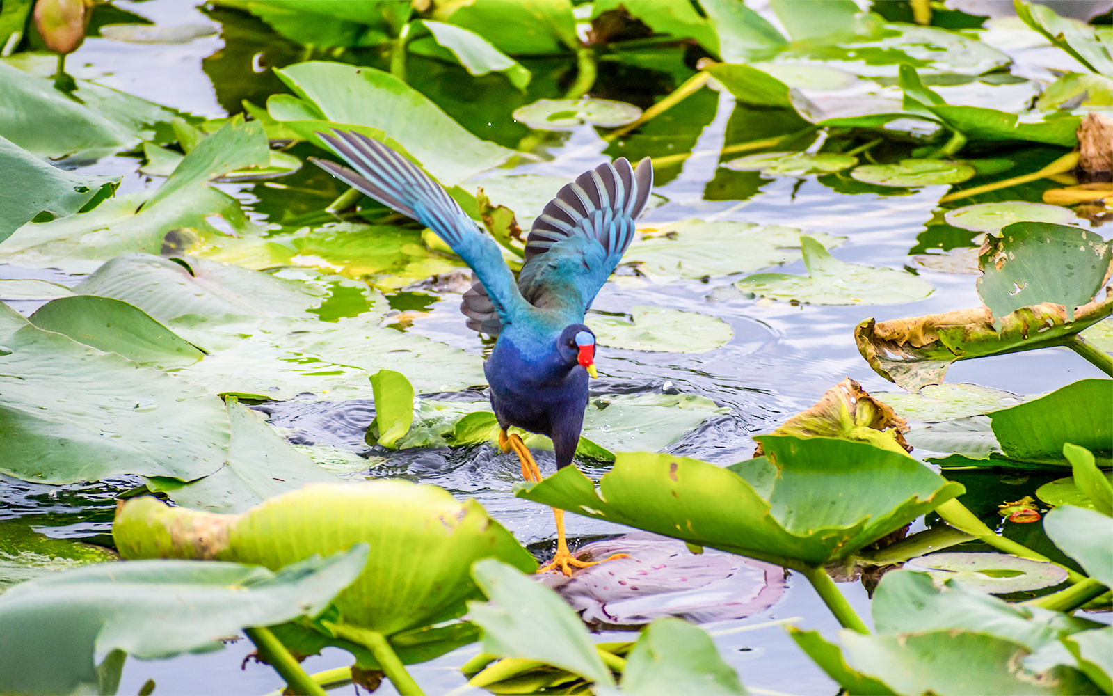 Purple Gallinule walking on lily pads in Everglades National Park, Florida.