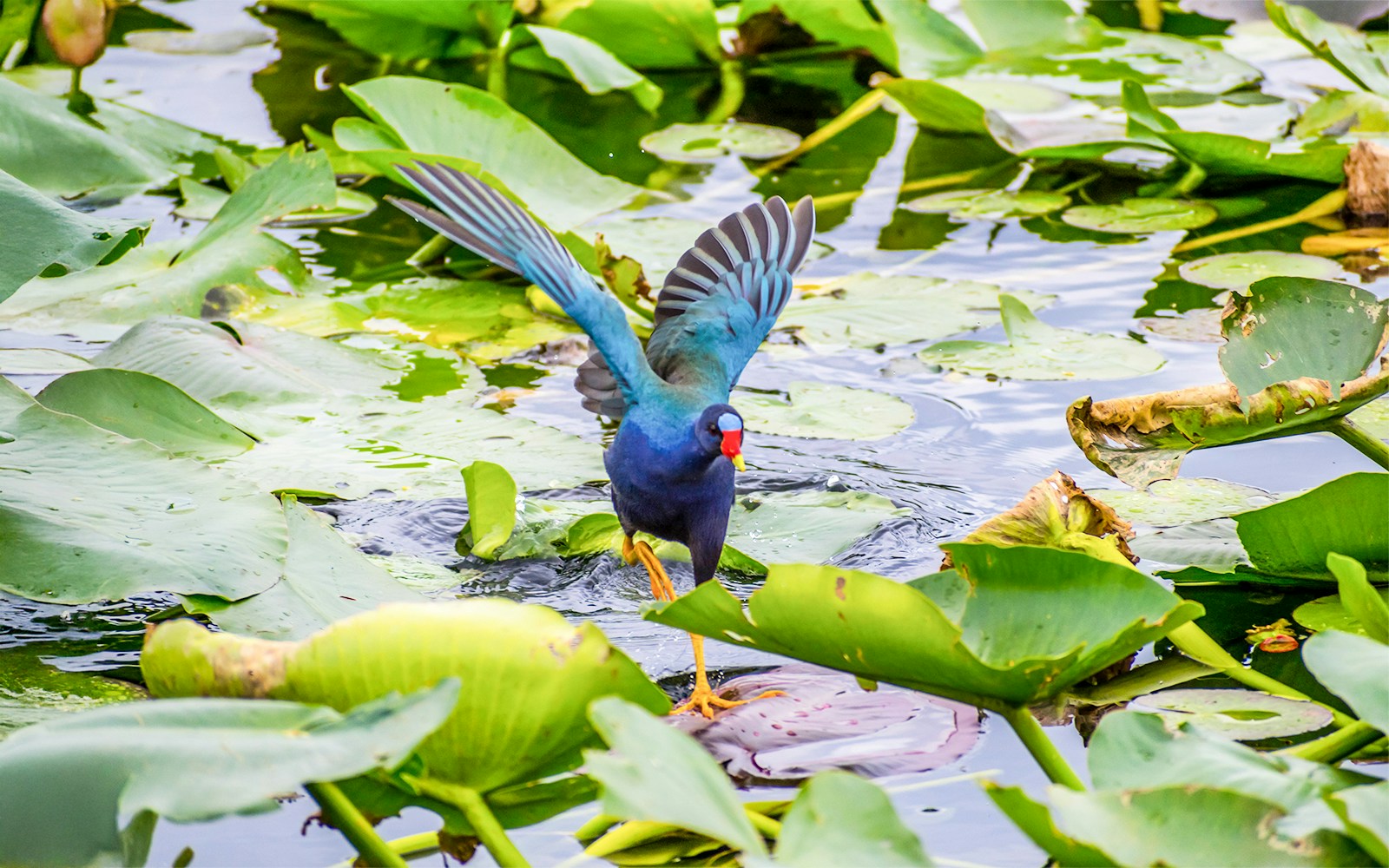 Purple Gallinule walking on lily pads in Everglades National Park, Florida.