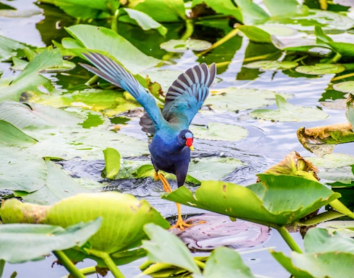 Purple Gallinule walking on lily pads in Everglades National Park, Florida.