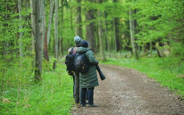 Hikers on a forest trail in Bialowieza National Park, Poland.
