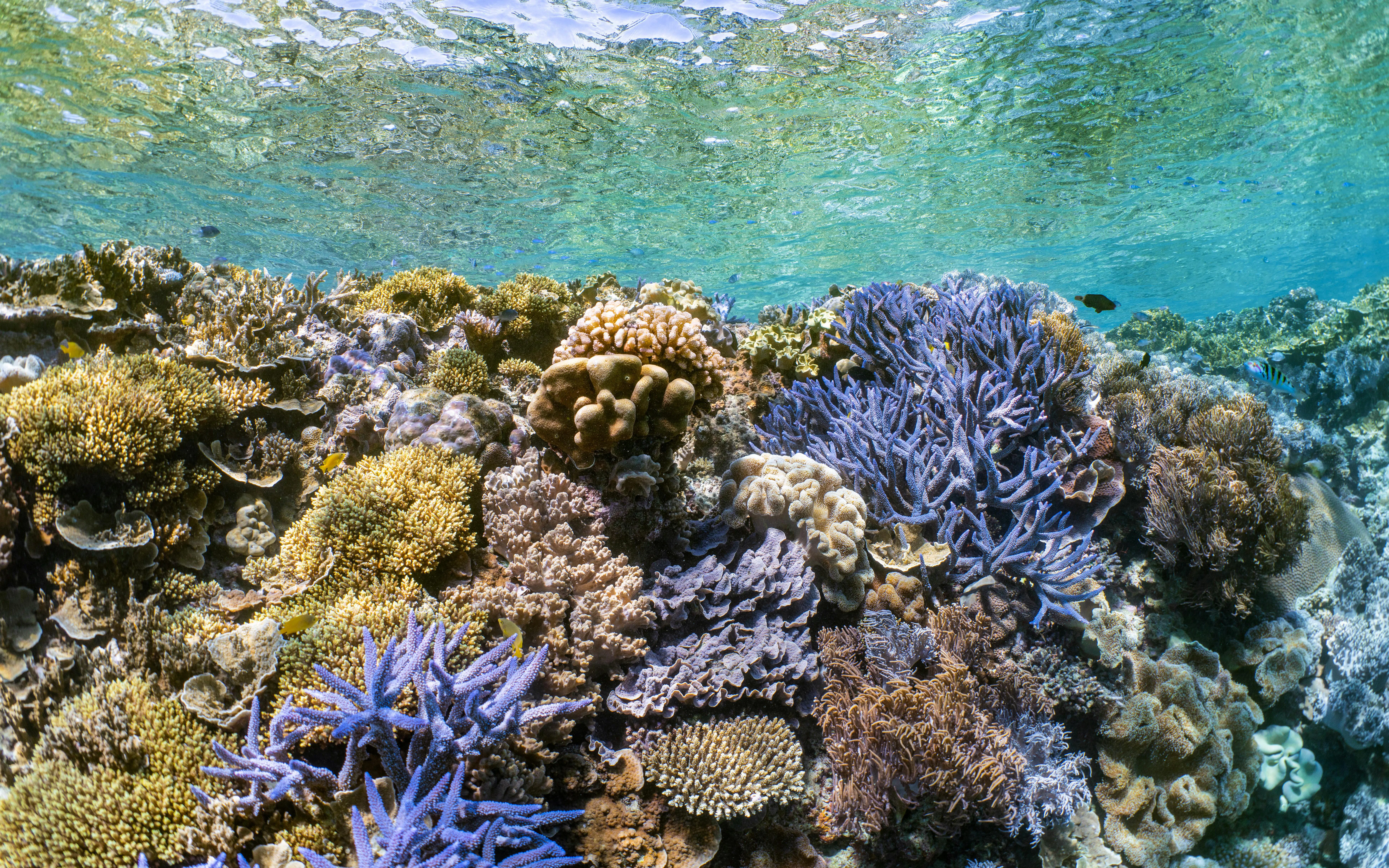 Colorful coral formations under clear water at Great Barrier Reef, Sunlover Reef Cruises.