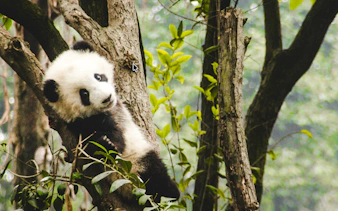 Panda resting in a tree at Chengdu Research Base, part of Chengdu Day Tour.