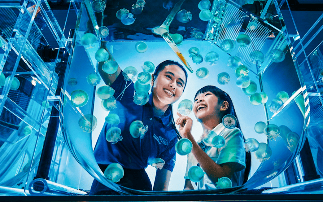Visitors observing jellyfish at aquarist lab in Singapore Oceanarium.