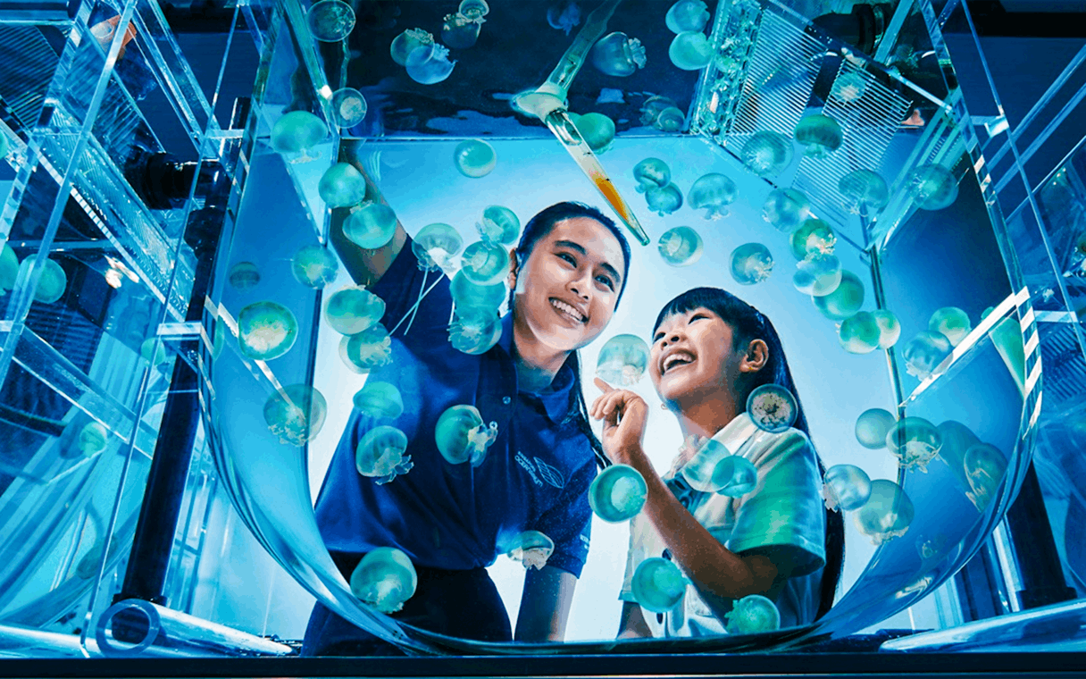 Visitors observing jellyfish at aquarist lab in Singapore Oceanarium.