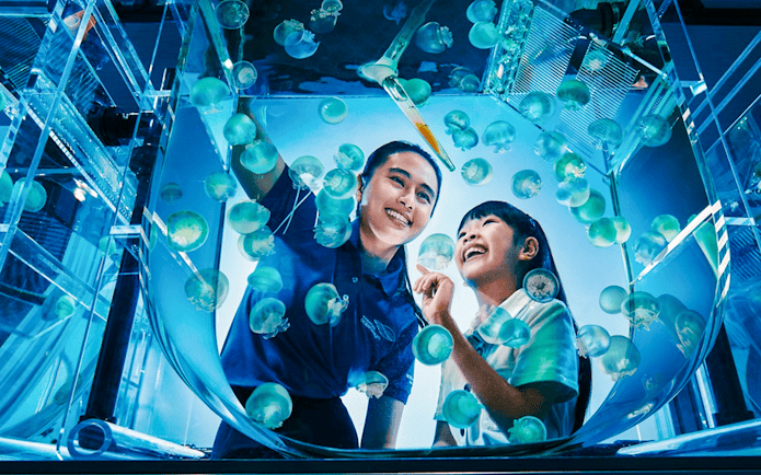 Visitors observing jellyfish at aquarist lab in Singapore Oceanarium.
