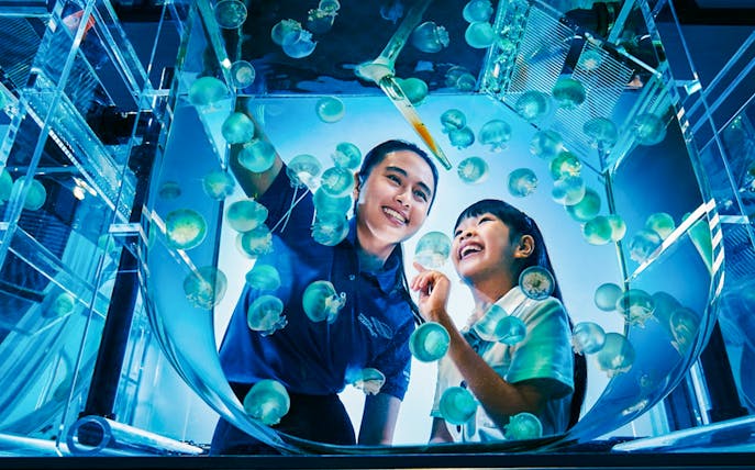 Visitors observing jellyfish at aquarist lab in Singapore Oceanarium.